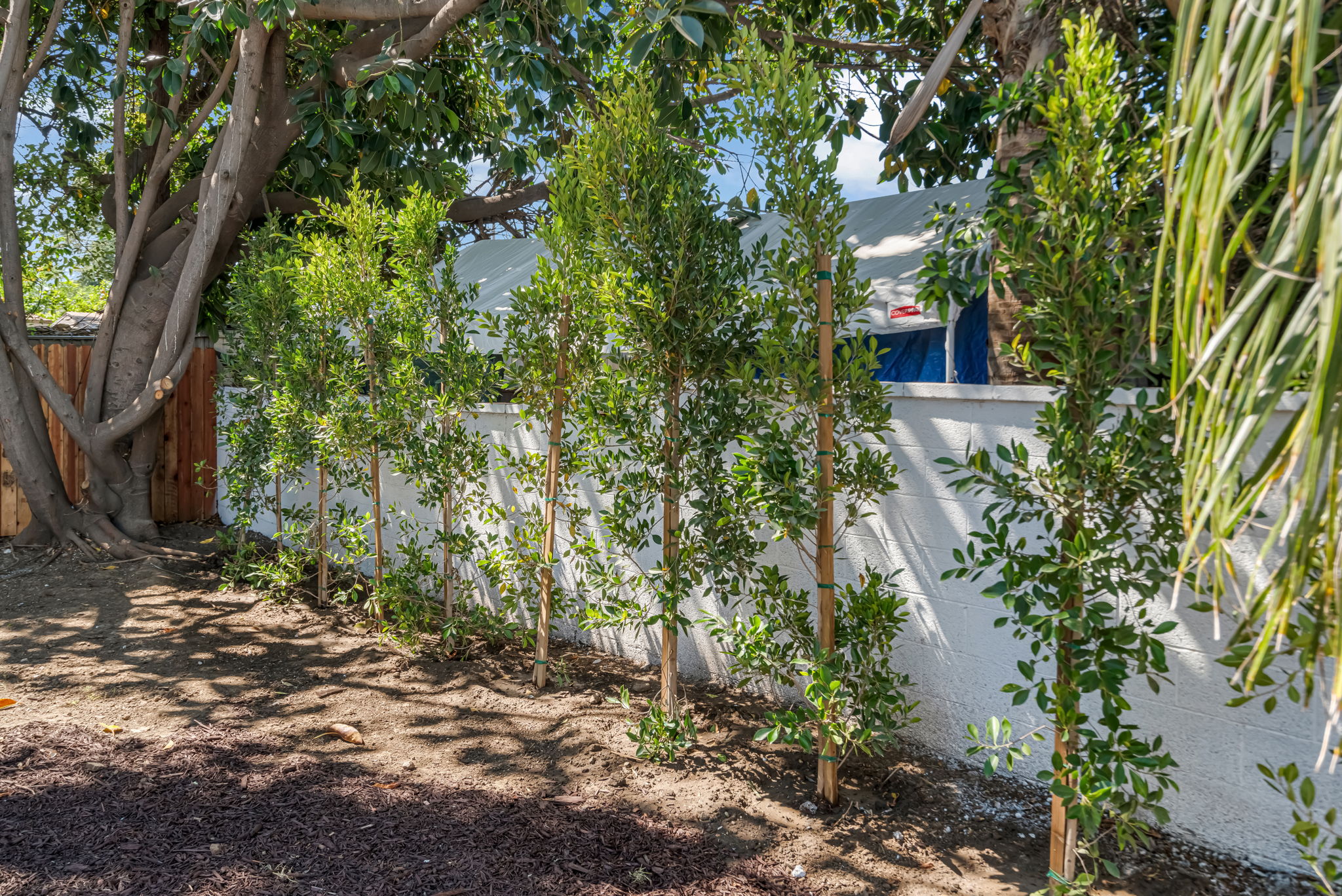 Backyard privacy landscaping and mature trees